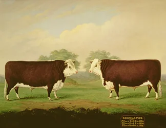 Zwei Ansichten eines Preisbullen namens Regulator